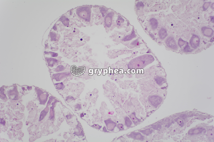 Ovaire d'Oursin x40 - gryphea.com